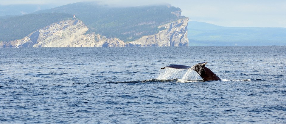 Gaspe Whale Watch Cruise